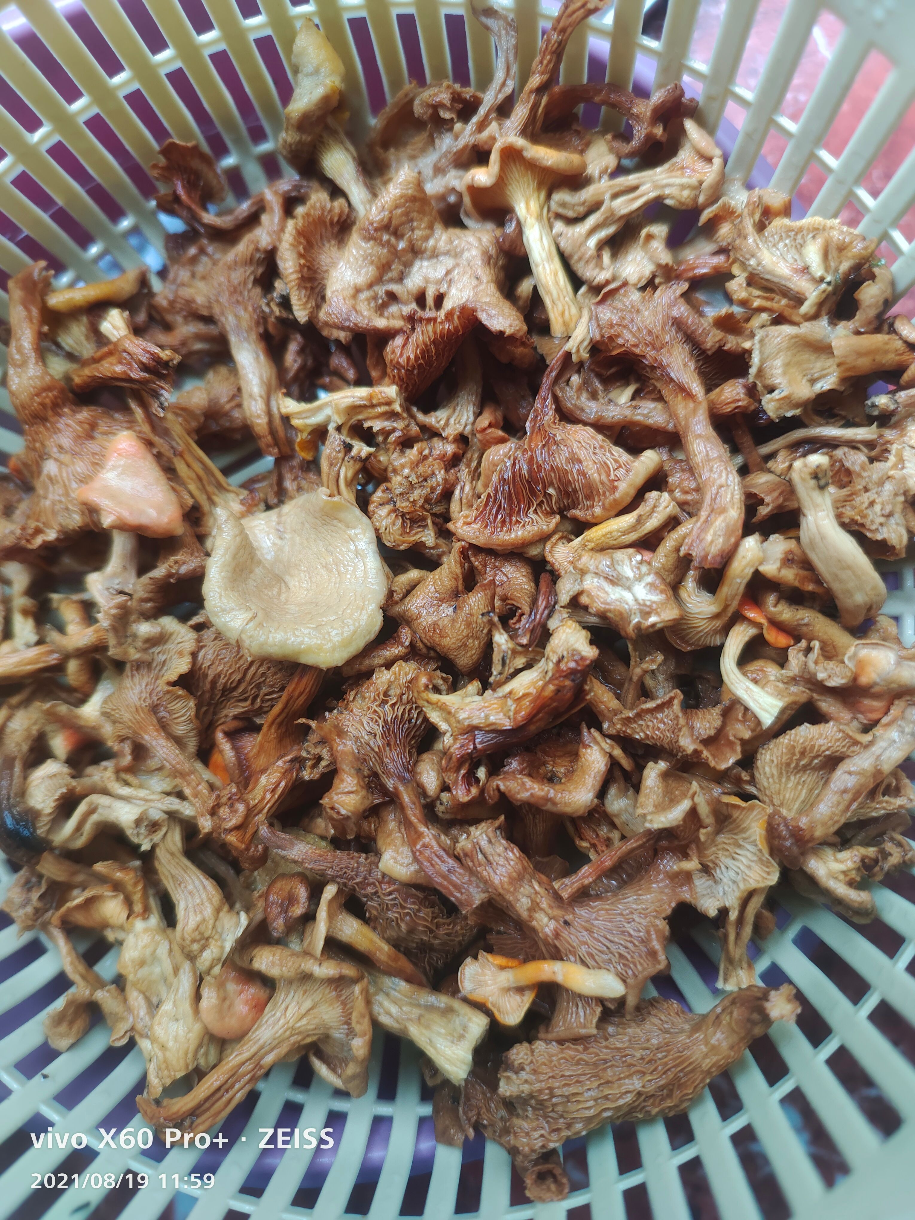 林下鸡油菌，鸡油菌干货现货上新干货