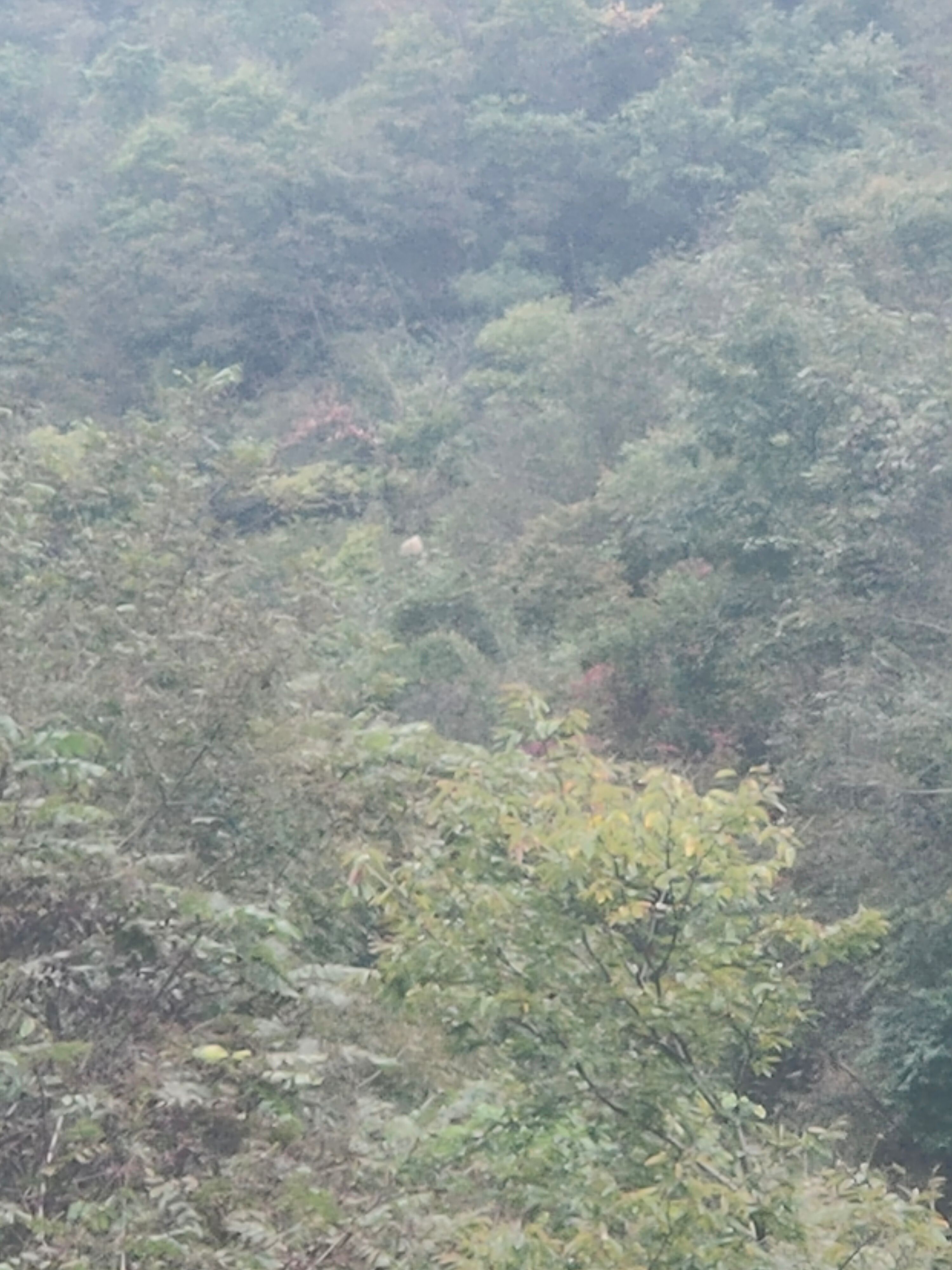 葫芦包蚂蜂蛹供应