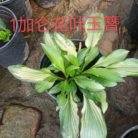 丹阳市玉簪花 