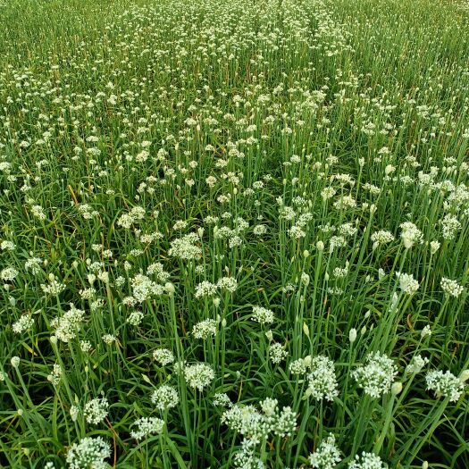 莘县韭菜花 