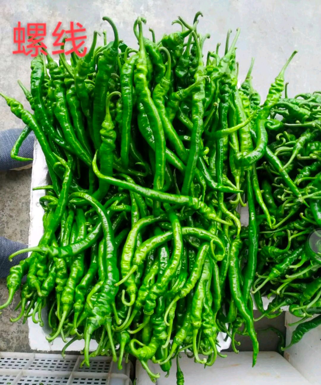 蒲城县螺丝椒  大量供应  罗线椒  质量保证