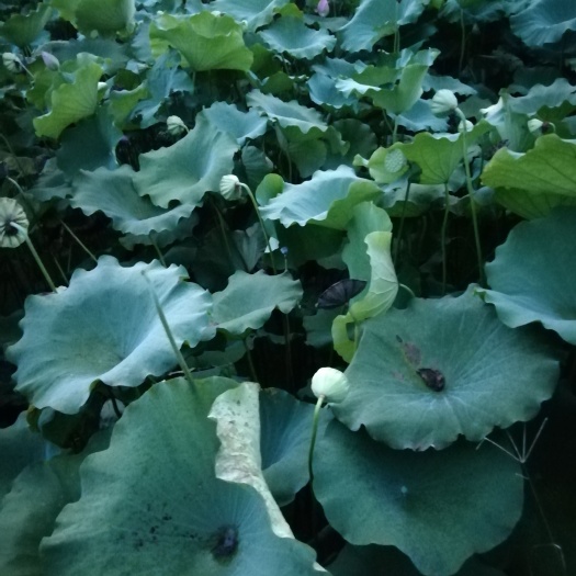 岳阳铁莲子 今年收的新干莲子岀售。