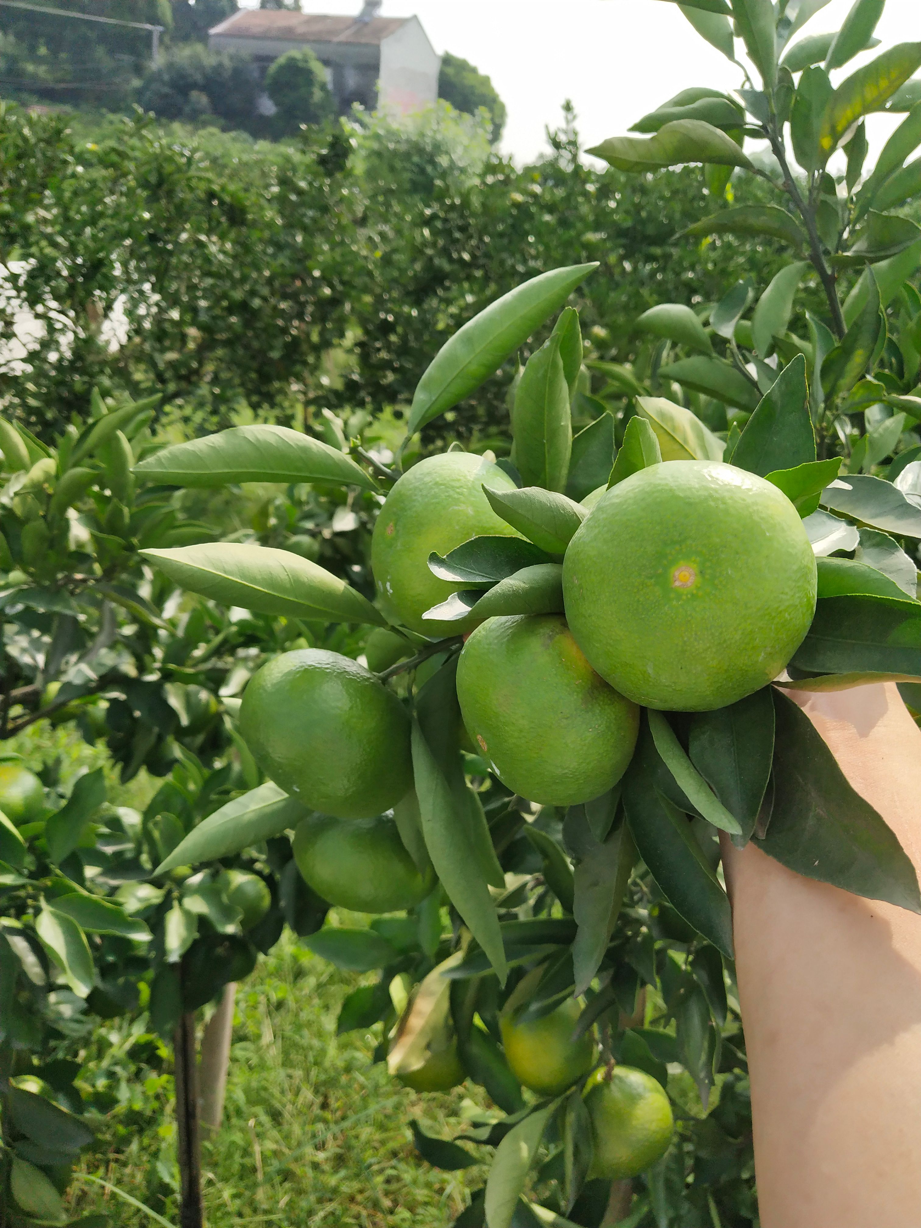 蜜桔 四川省资阳市雁江区 