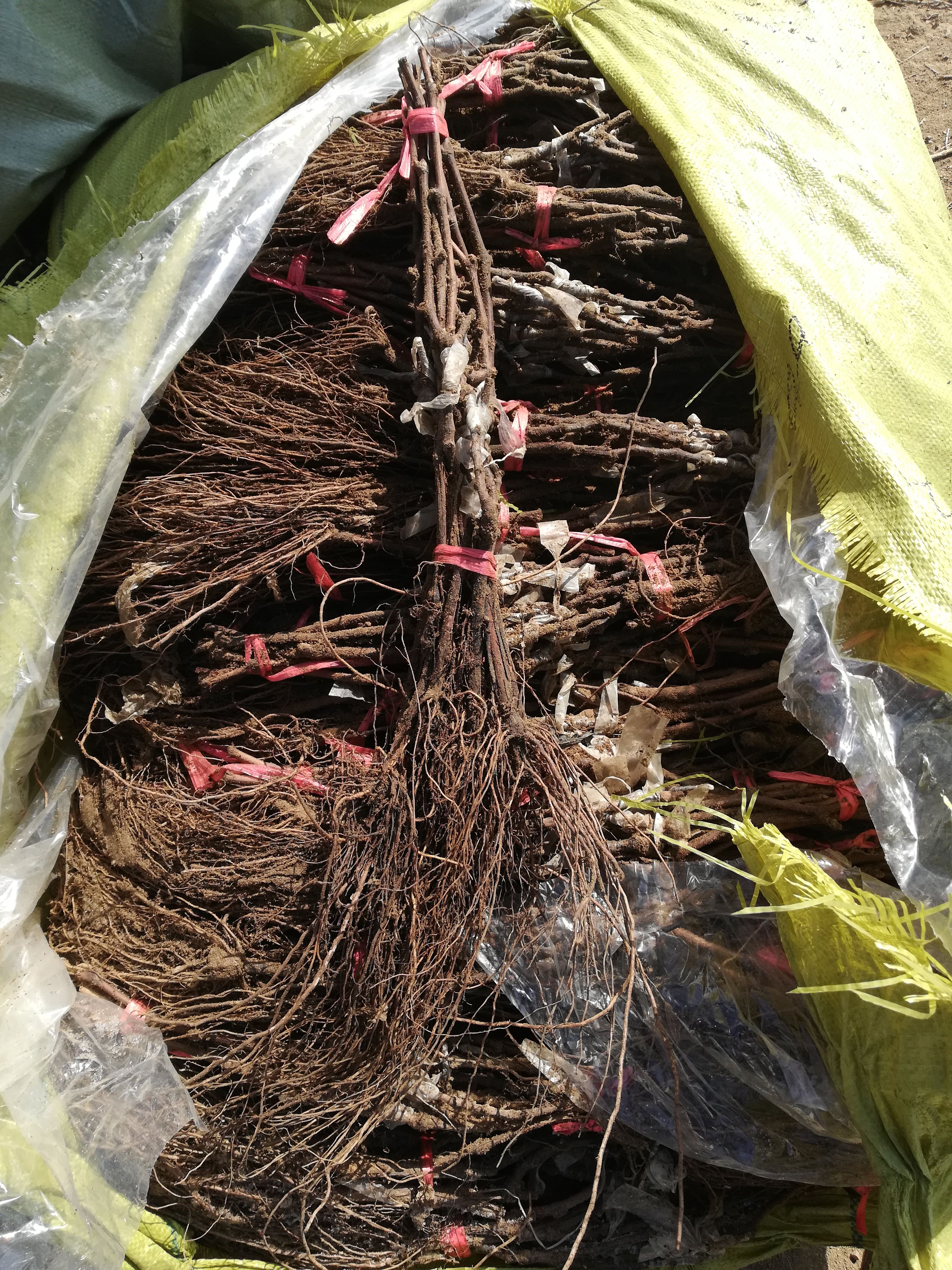 蓝宝石葡萄苗  （纯真种苗）甜蜜蓝宝石葡萄树苗 甜蜜蓝宝石苗
