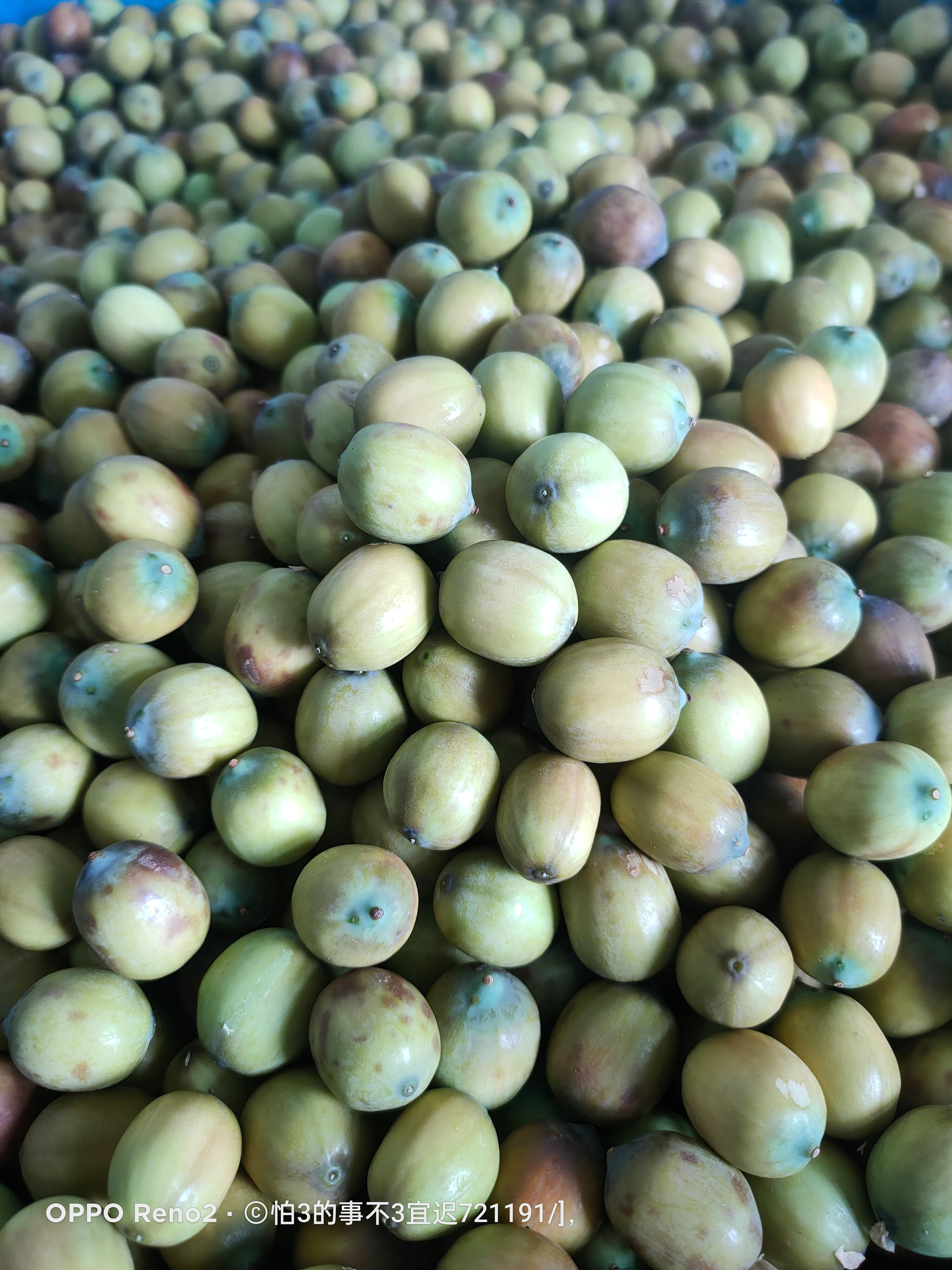 红莲子  新鲜茶色花莲子，大量上市，寻有实力老板长期合作