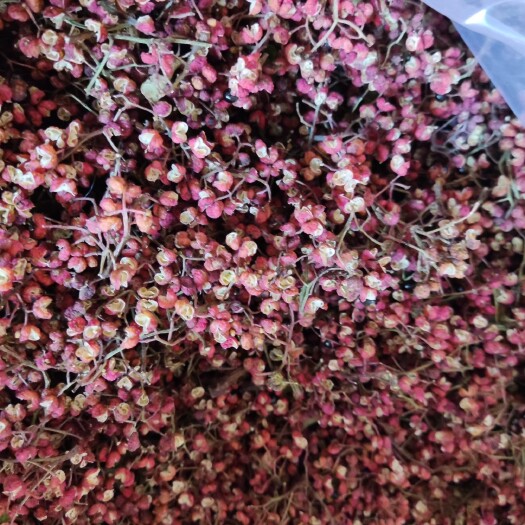 河津市红花椒 今天刚从地里摘回来的鲜花椒