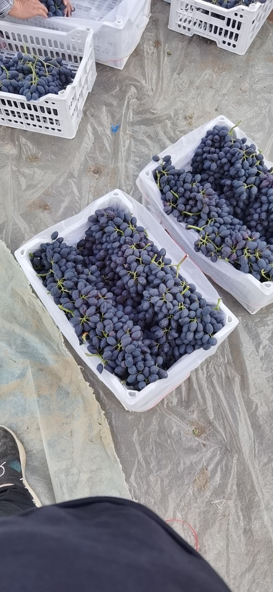 葡萄  大量紫甜A17无籽上市，口感甜，唉运输颗粒大