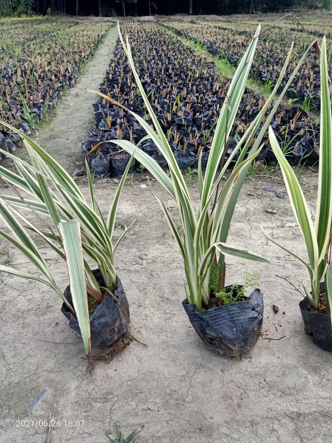 基地直销山菅兰 大小杯规格齐全 工程苗花镜盆苗量大从优