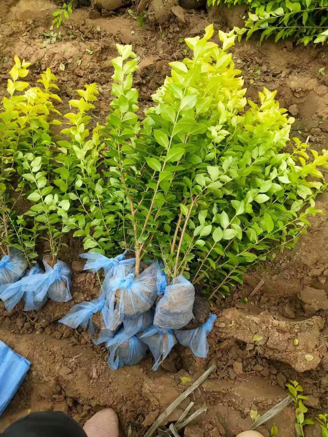 30-80公分金森女贞大量销售中价格优惠质量好数量大