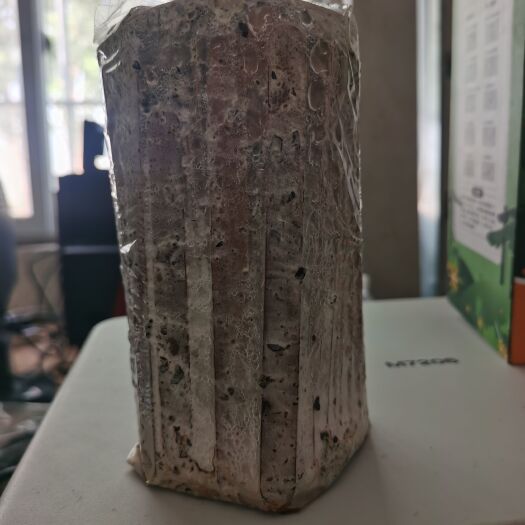 西乡县 榆黄蘑菌种枝条种麦粒种