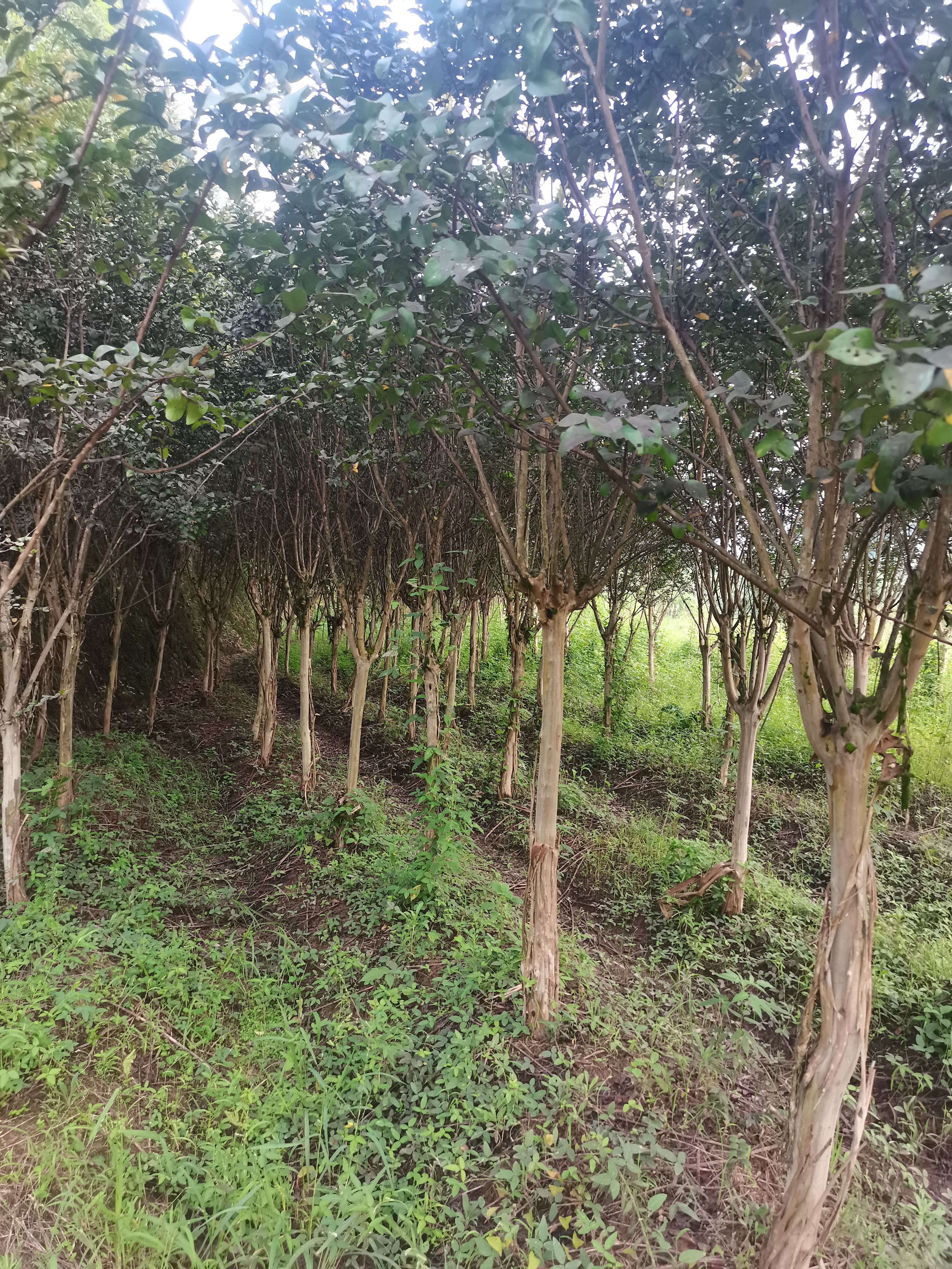  速生紫薇，8—9公分。