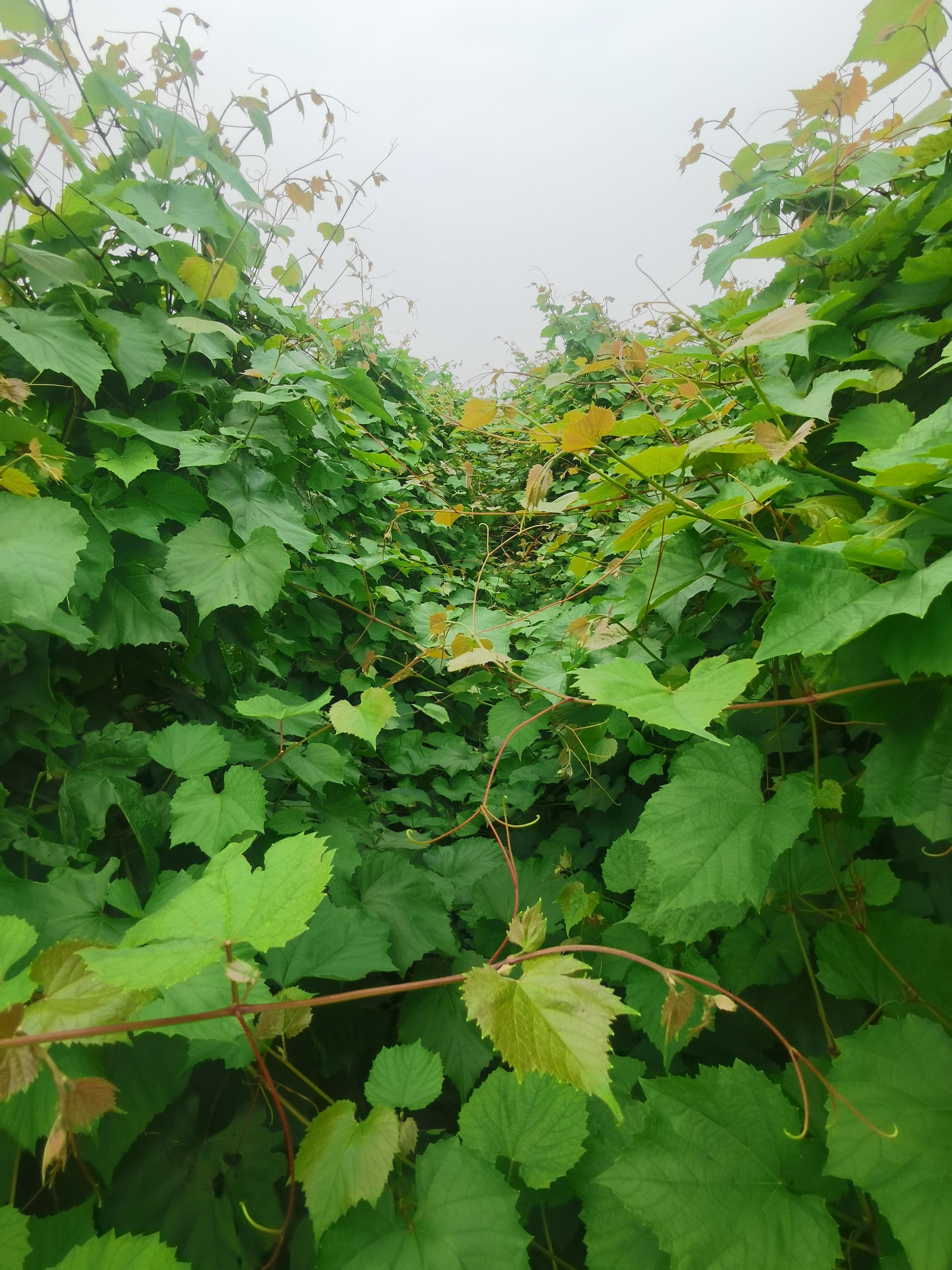 葡萄砧木 葡萄抗性砧木5BB-长势旺盛，对根结线虫和霜霉病免