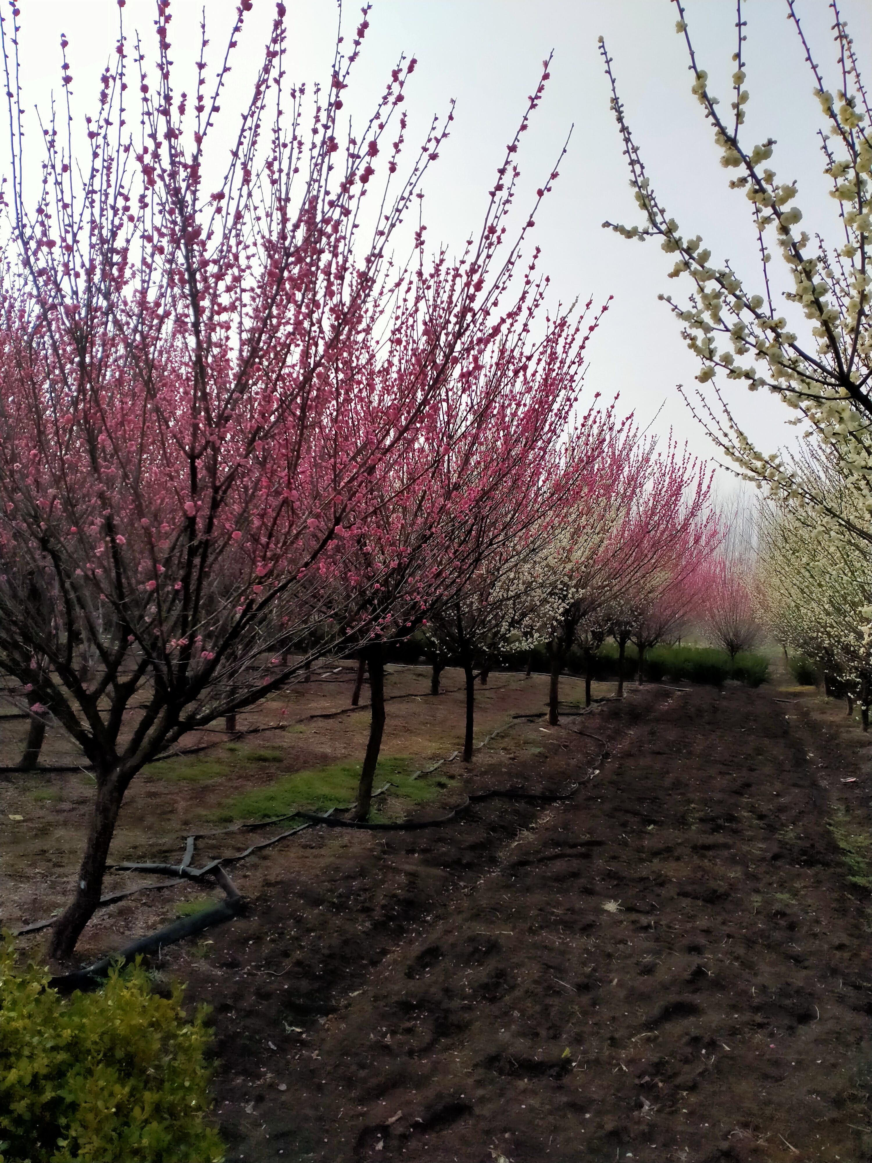 红梅  梅花批发，原生骨里1——15公分种植地。各种规格都有