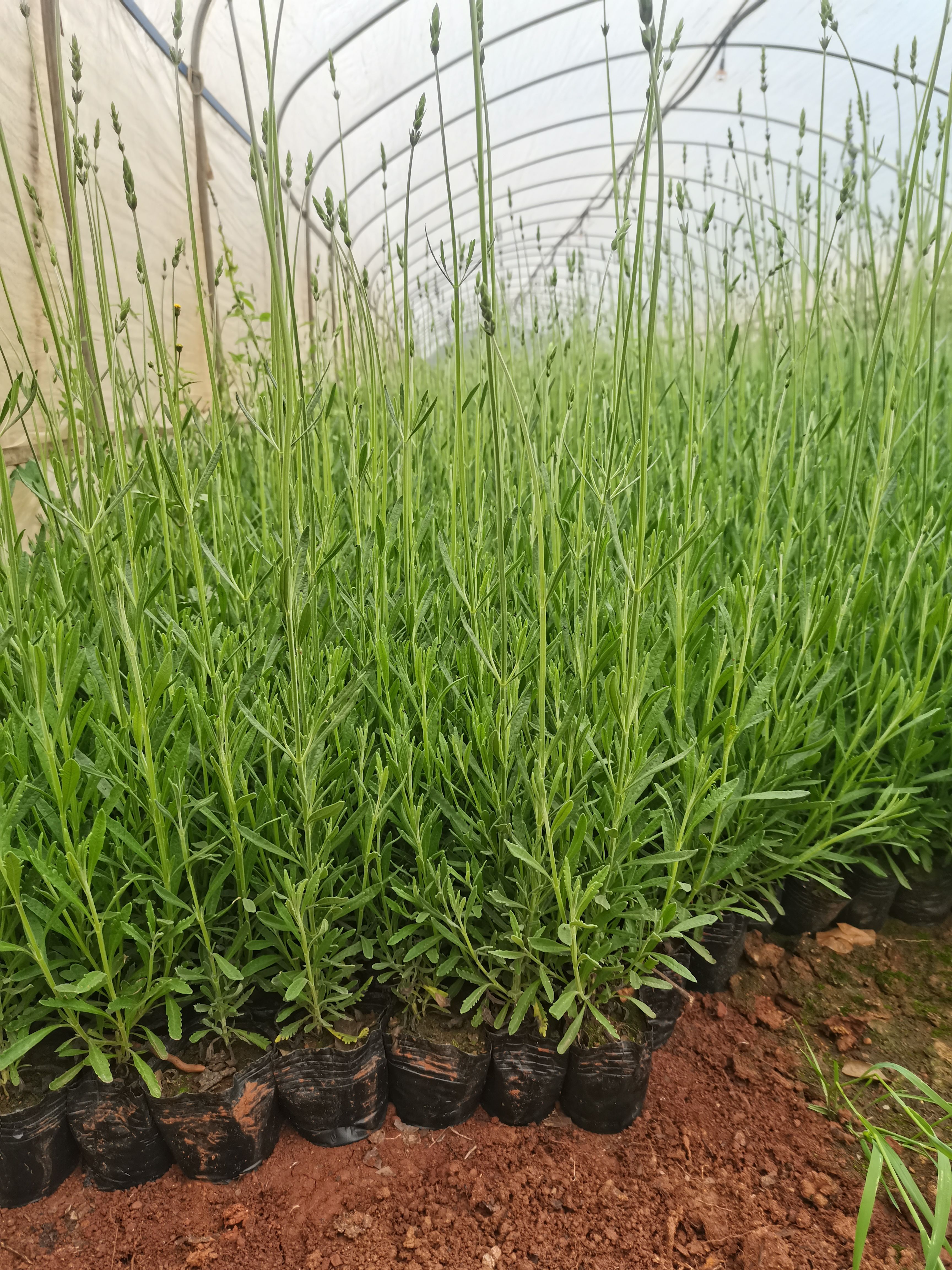 薰衣草，甜馨新品种薰衣草，云南昆明薰衣草种植园