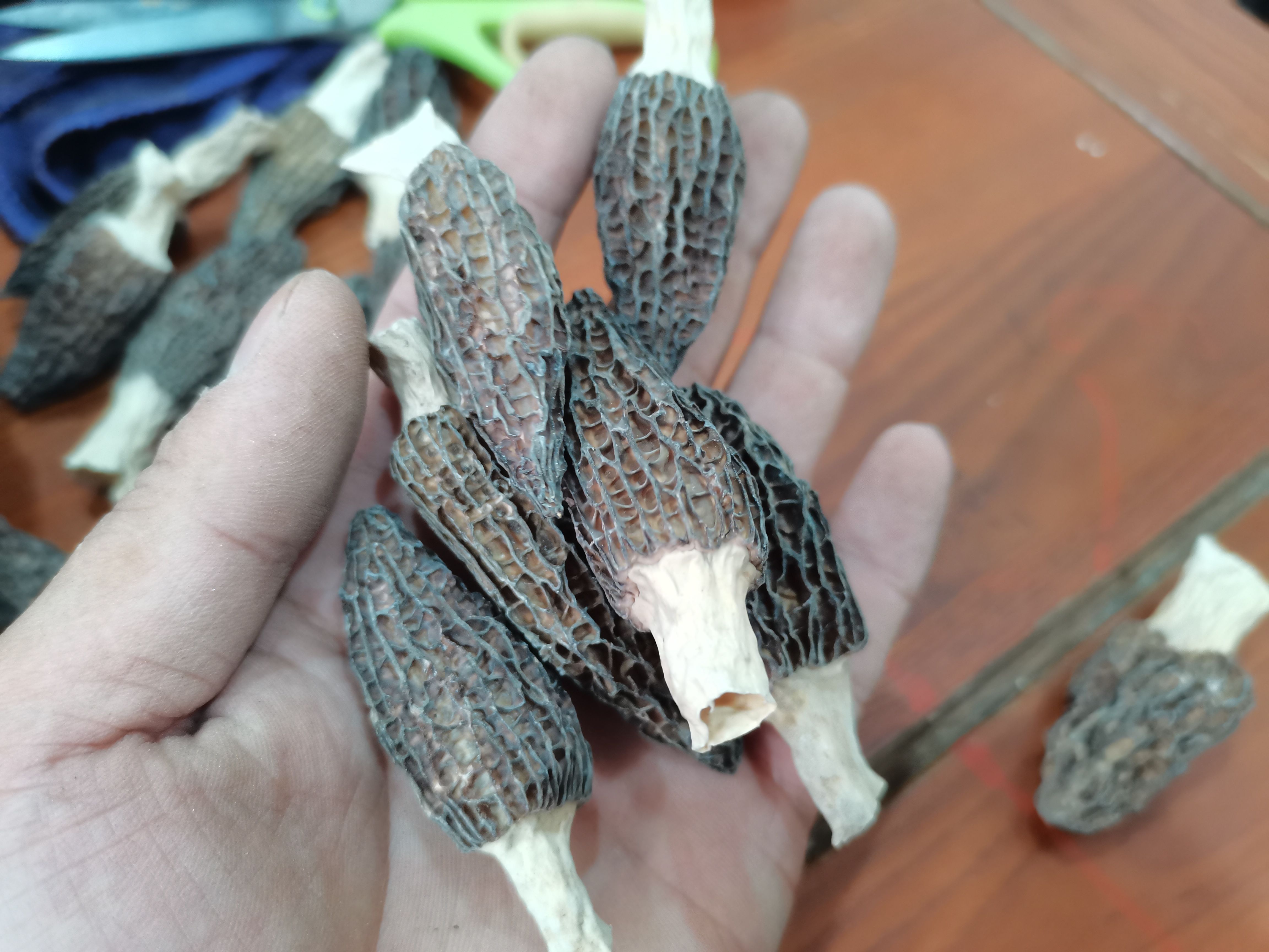 羊肚菌干货，剪柄货，头岔