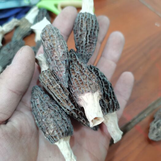 文县羊肚菌干货，剪柄货，头岔