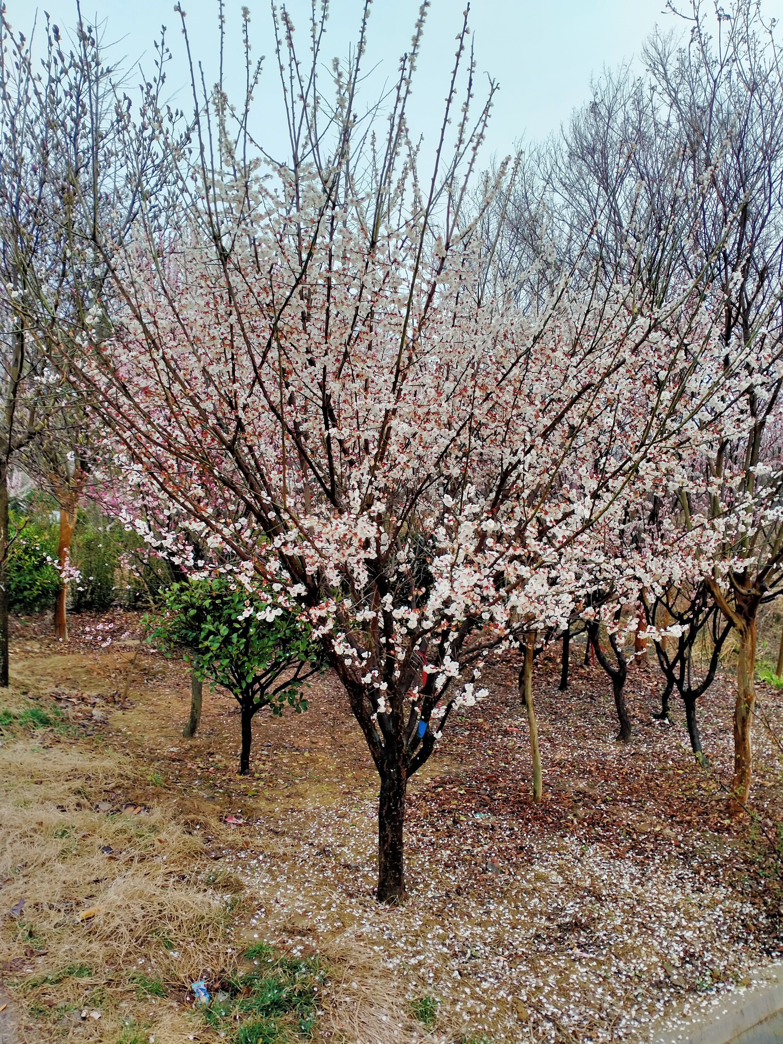 红梅  梅花批发，原生骨里1——15公分种植地。各种规格都有