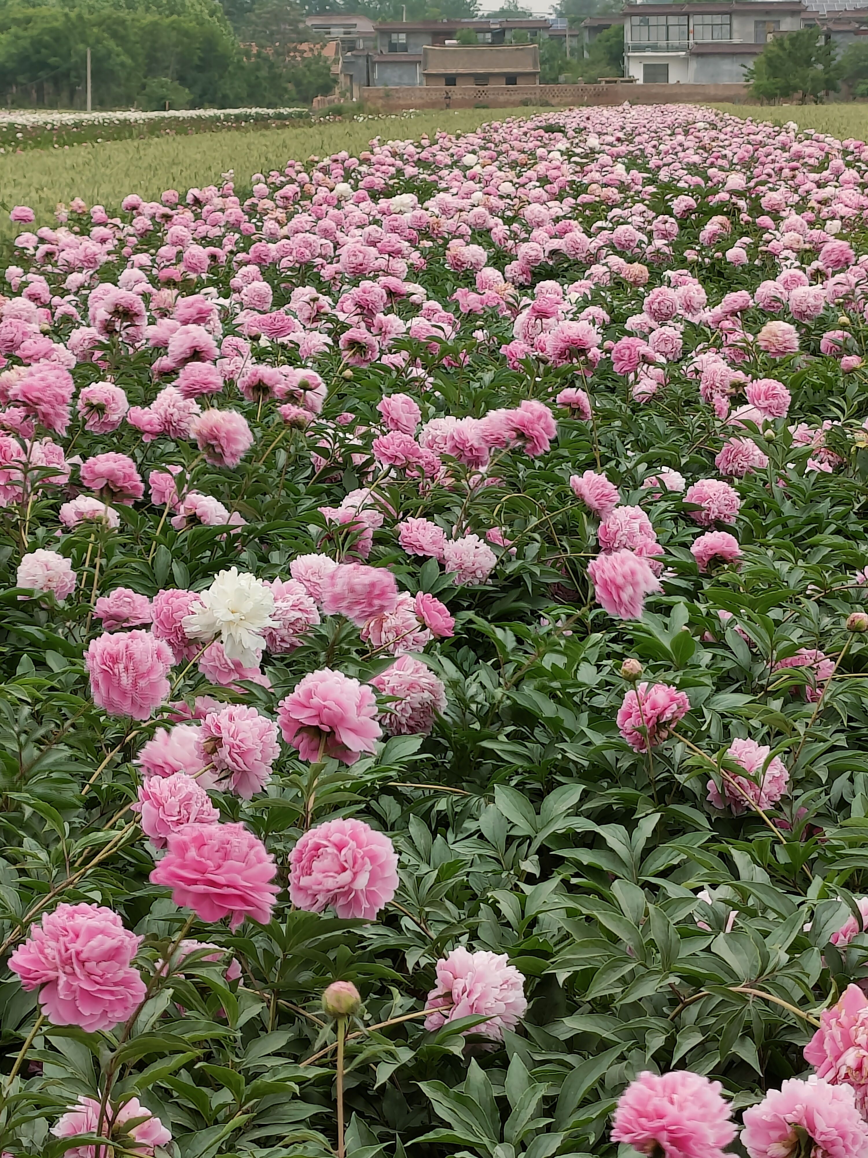 高杆红  观赏芍药  大花芍药    重瓣芍药