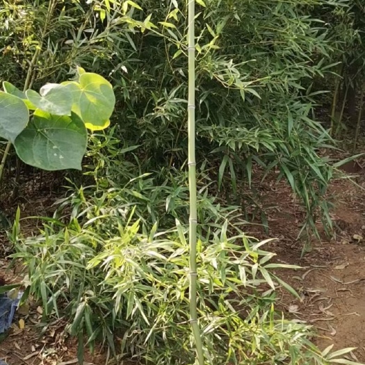 刚竹 1-4公分竹子大量销售中价格优惠质量好数量大
