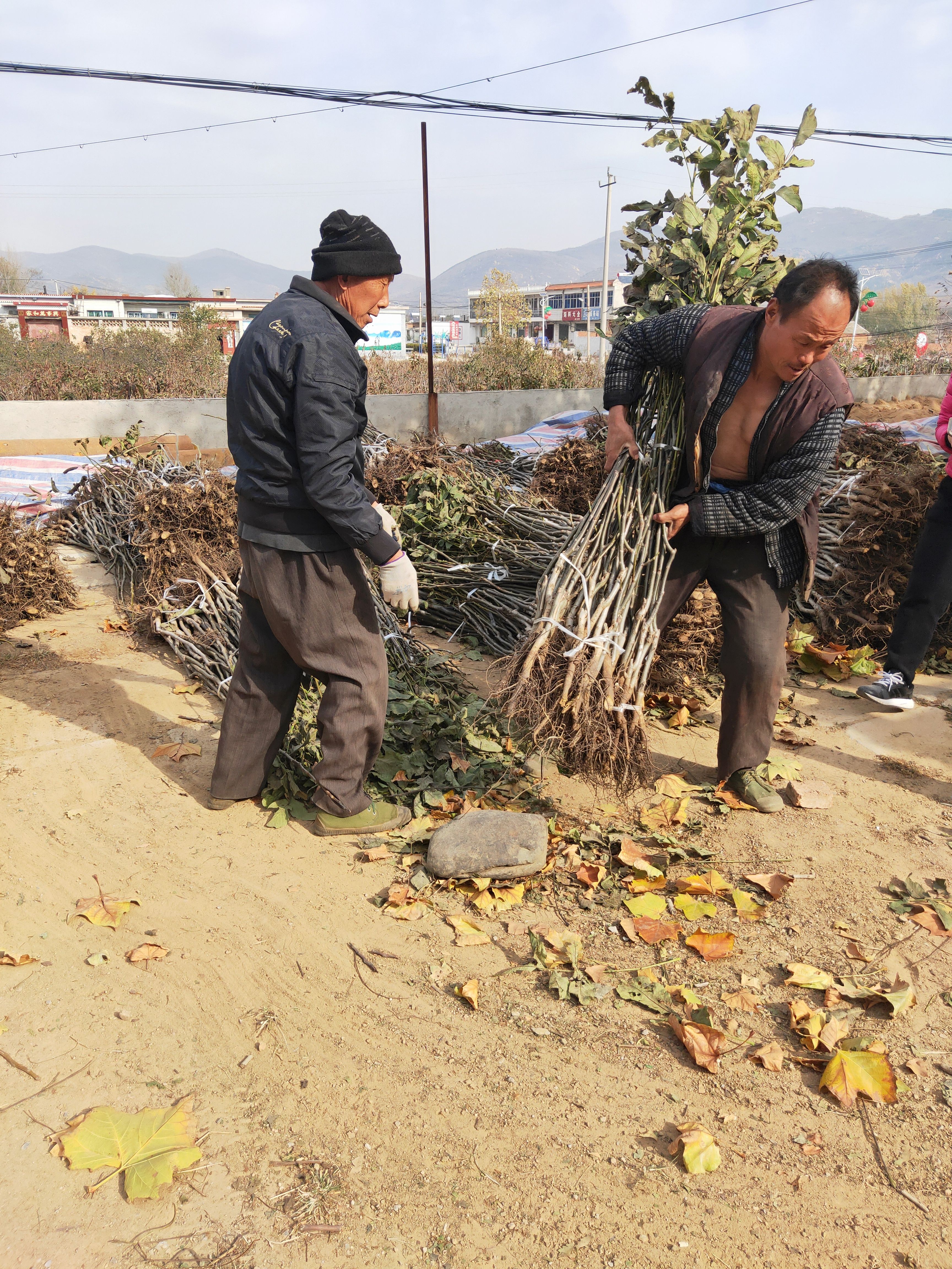 核桃苗  批发嫁接核桃树苗