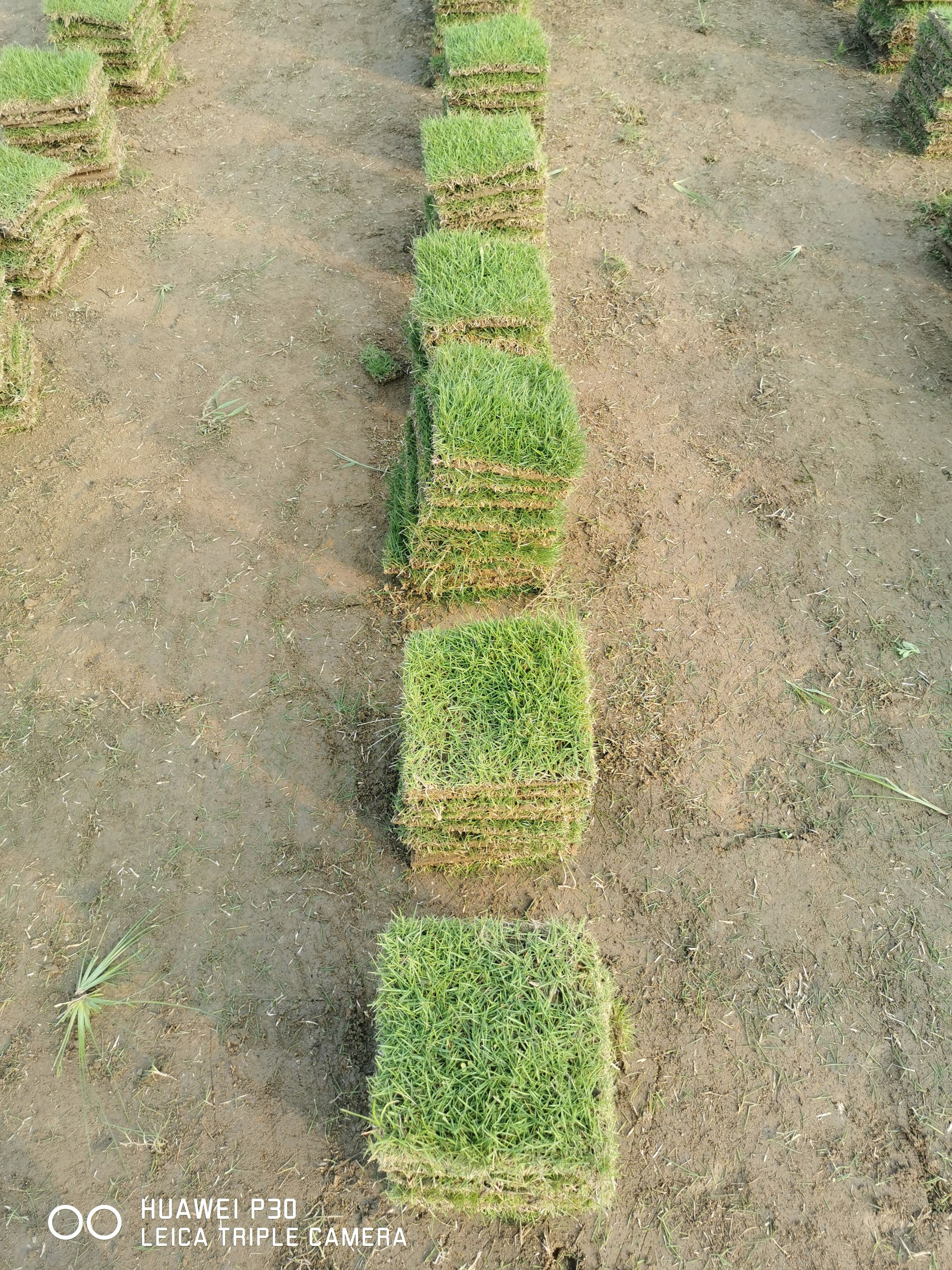 马尼拉草皮  绿化草皮、草坪