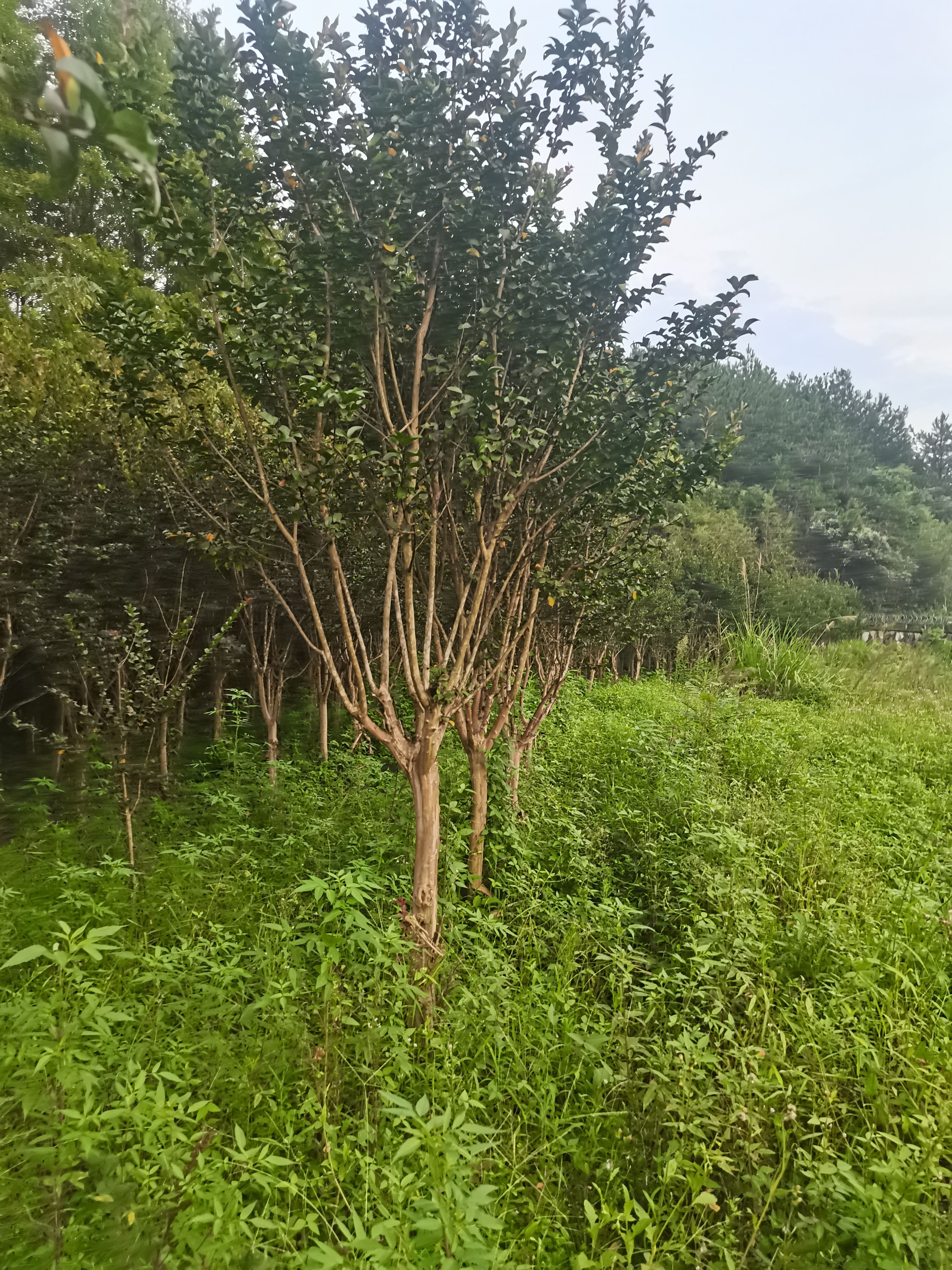  速生紫薇，8—9公分。