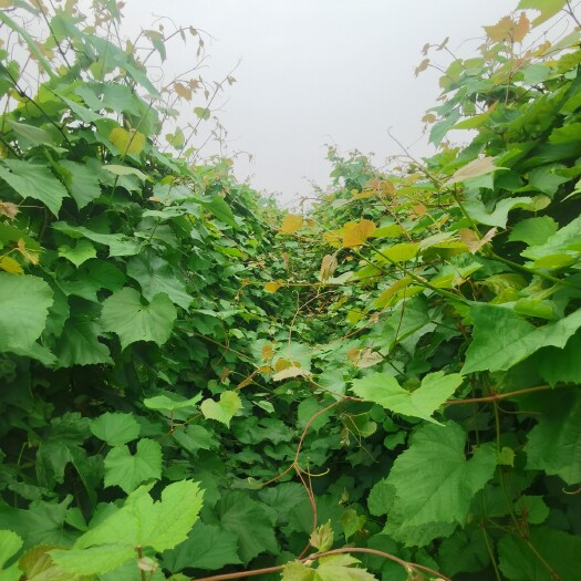 金乡县葡萄砧木 葡萄抗性砧木5BB-长势旺盛，对根结线虫和霜霉病免