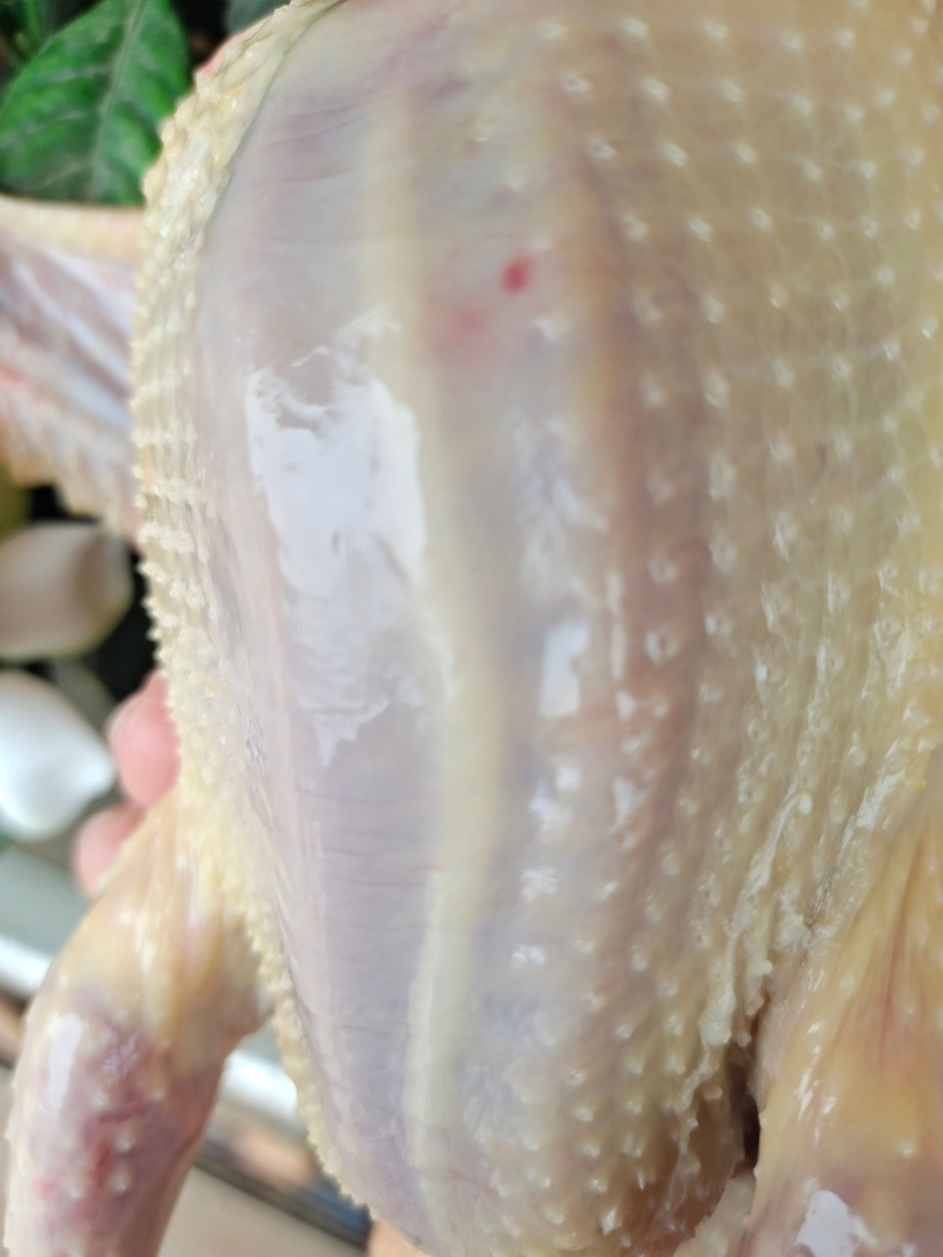 精品乳鸽价格下调。大量批发