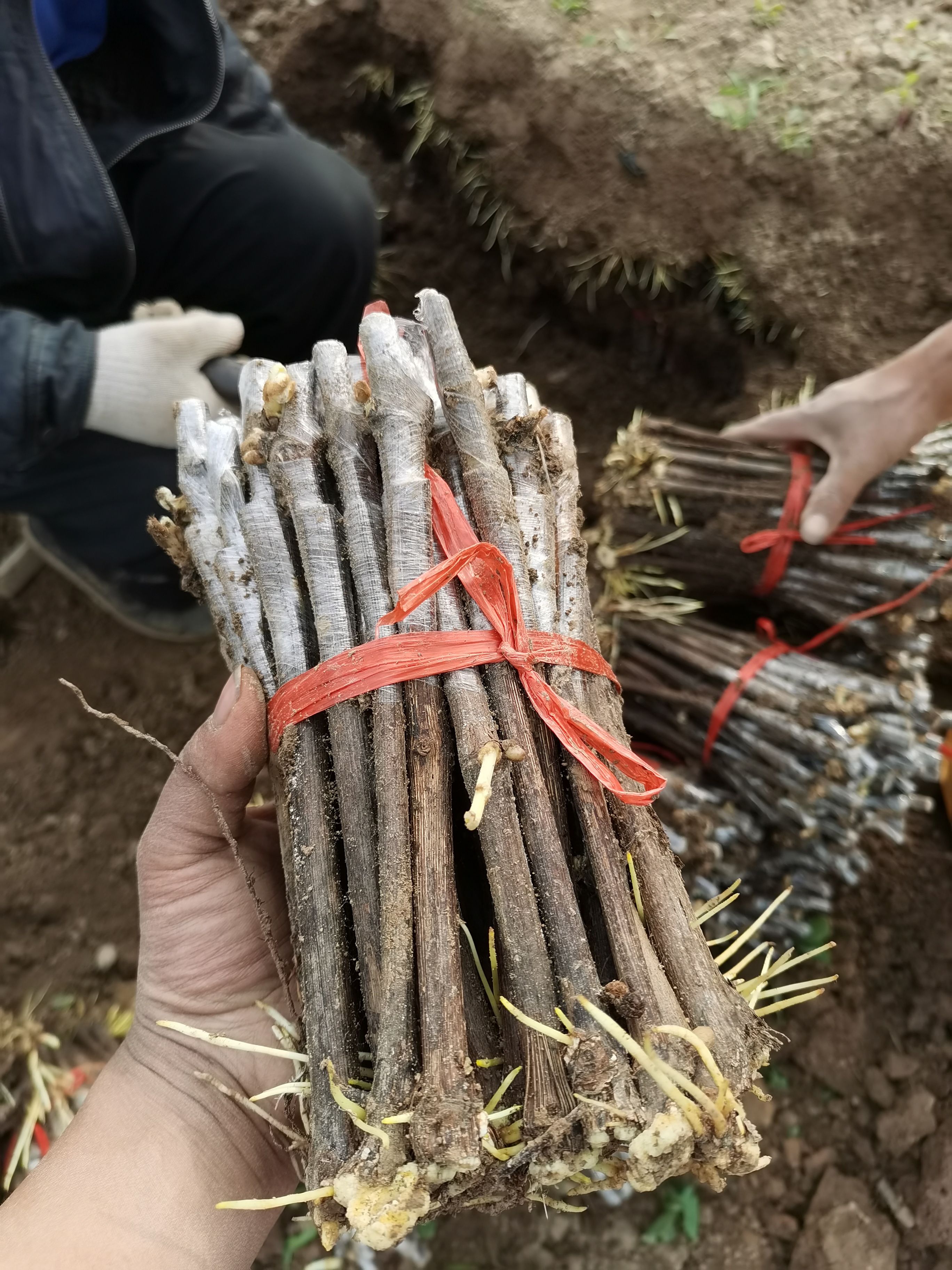 葡萄砧木 葡萄抗性砧木5BB-长势旺盛，对根结线虫和霜霉病免
