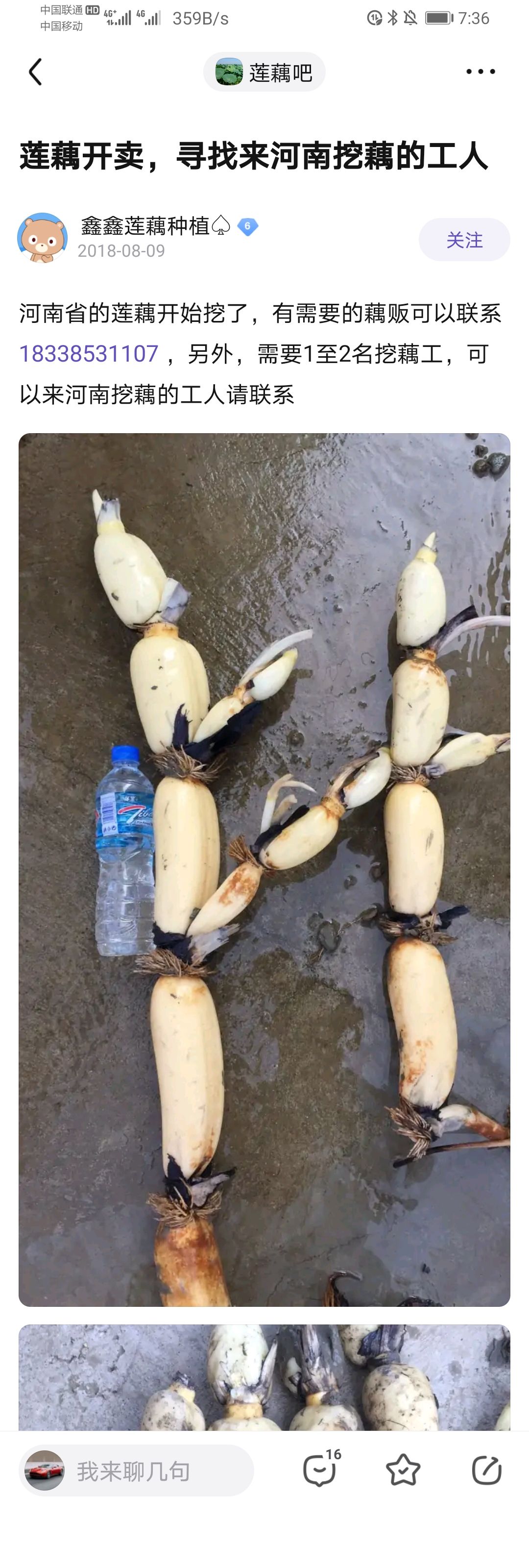 雪莲藕 小龙虾塘的莲藕