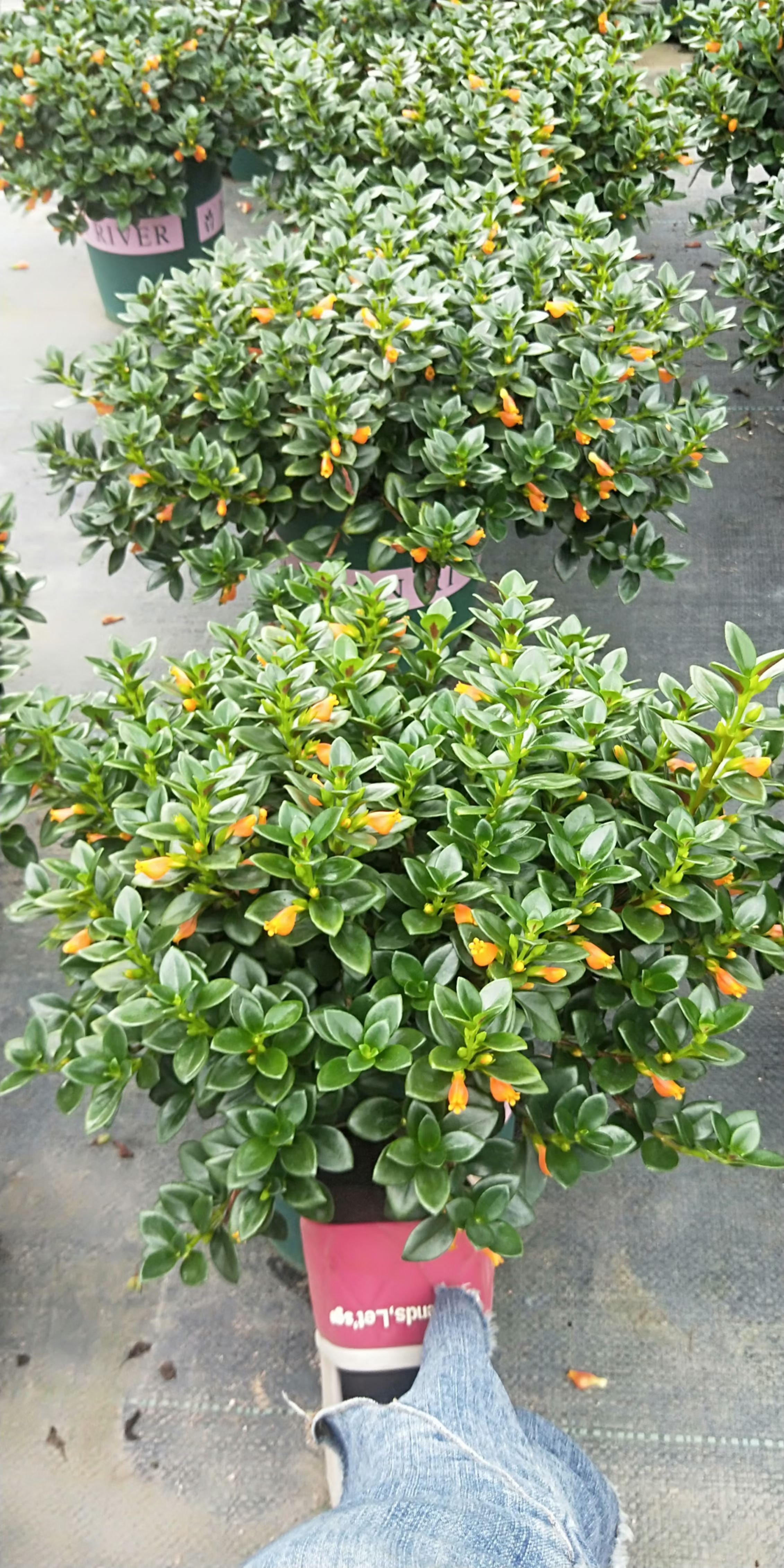 小宝宝金鱼草  金鱼花金鱼草金鱼吊兰