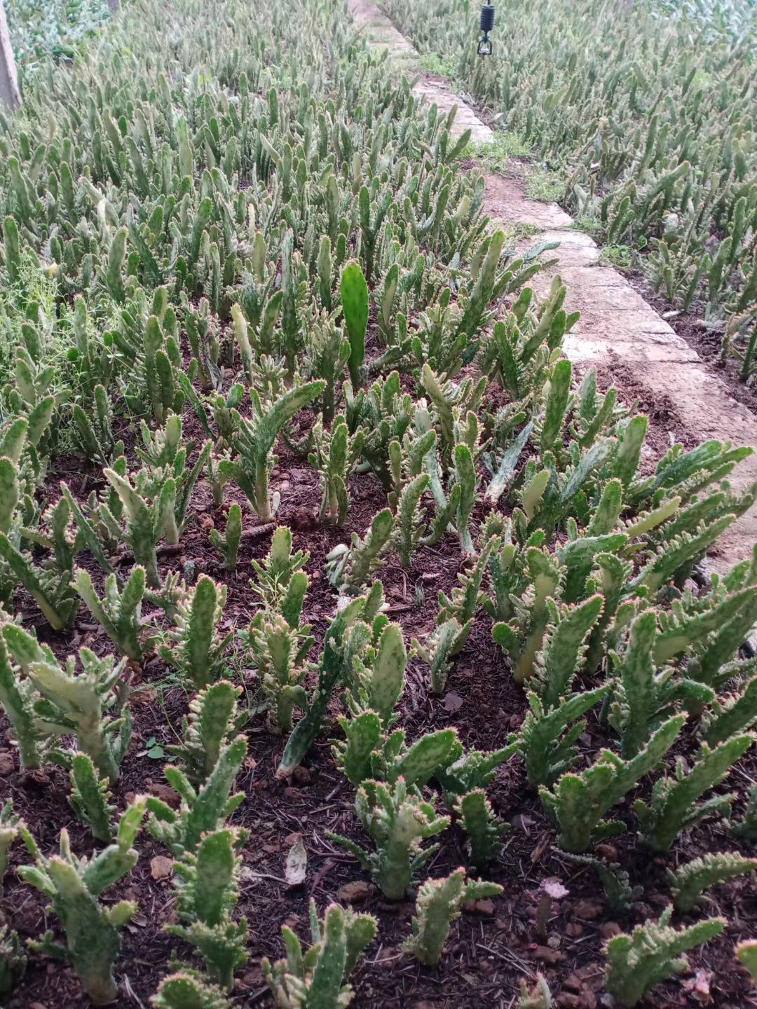 江湖地摊货山东千手观音盆栽植物室内阳台仙人掌类千佛手多肉批发