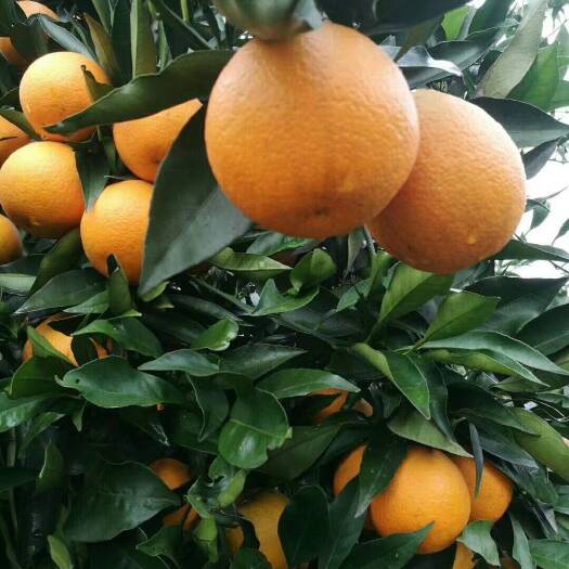 长叶香橙苗，普通长叶橙芽变。