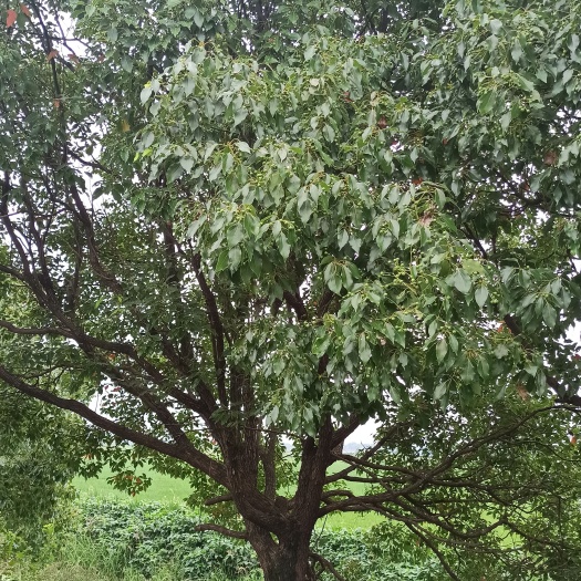 铜陵香樟
