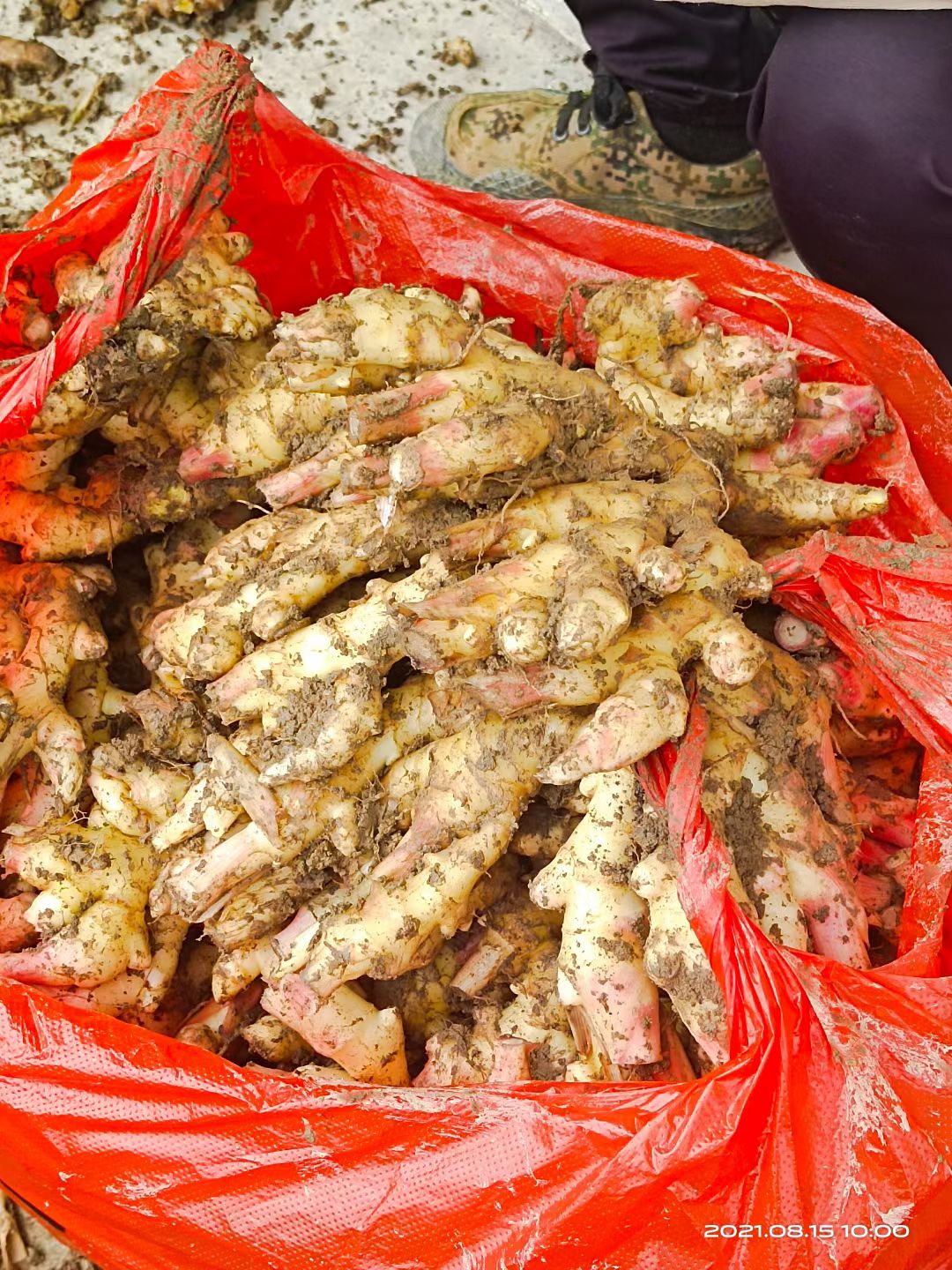 仔姜  汝城生姜，辛辣有香，姜丝密集。