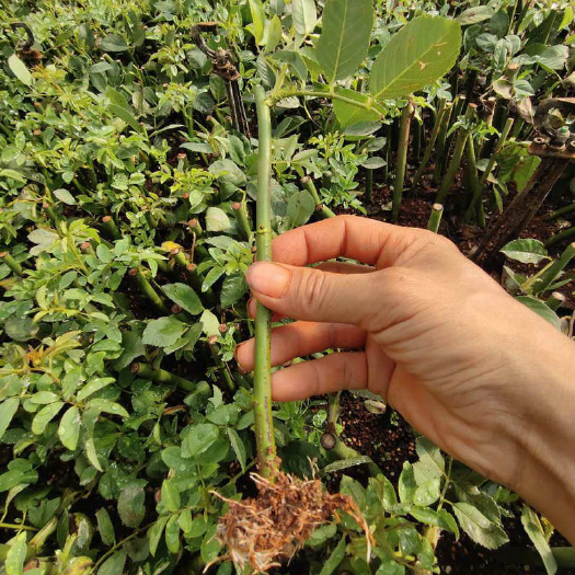 爬蔷薇  50棵起订蔷薇花苗四季开花爬藤植物庭院大花藤本月季