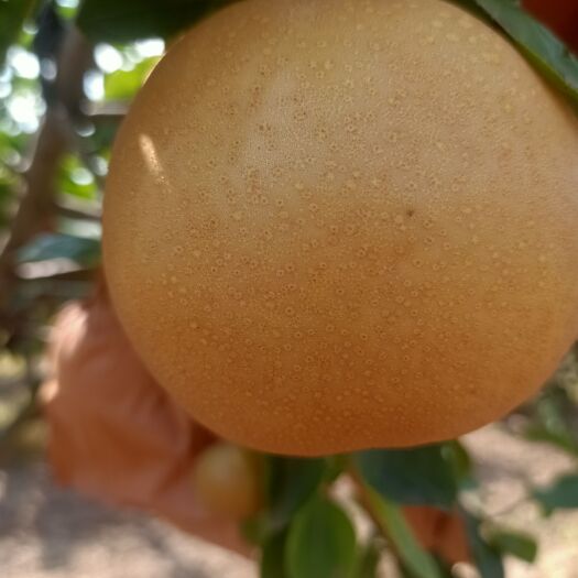 青岛胶州自家果园种的秋月梨，口感好，皮薄，肉细，脆甜