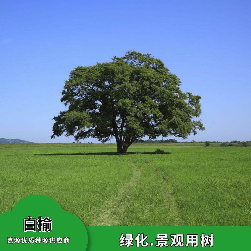 沭阳县林木种子榆树种子白榆种子家榆榆钱树种子金叶榆榔榆树种子