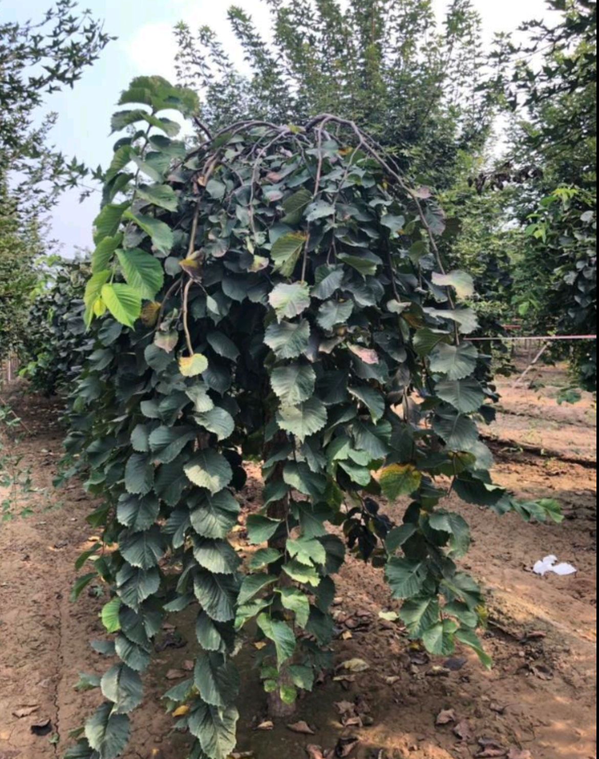  6-12公分大叶垂榆大量销售中价格优惠质量好数量大