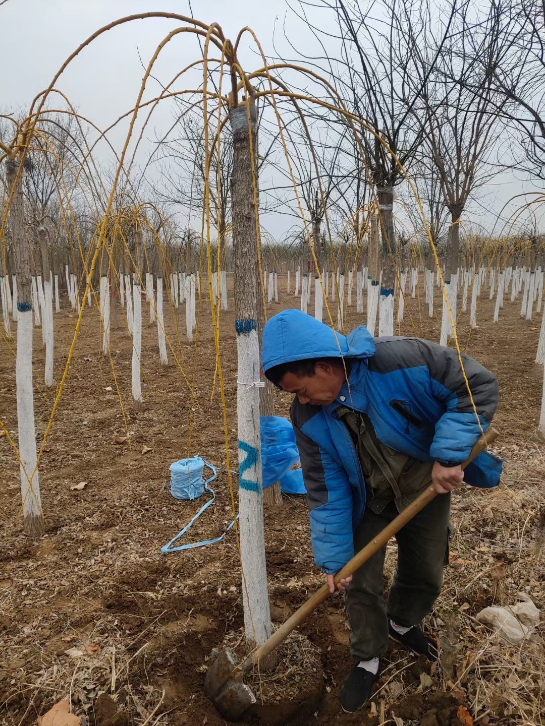  5-12公分金枝垂槐大量销售中价格优惠质量好数量大