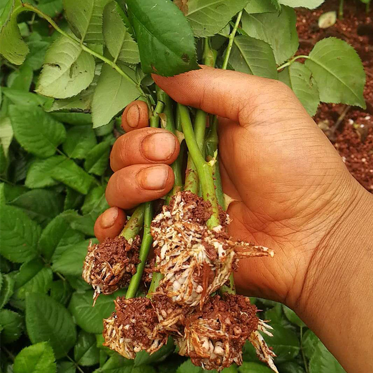 四季玫瑰  云南昆明斗南各色系玫瑰花苗 裸根扦插小苗 月季花