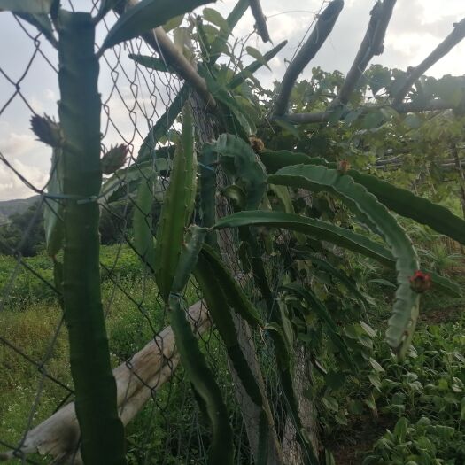灵山县 小籽自种火龙果