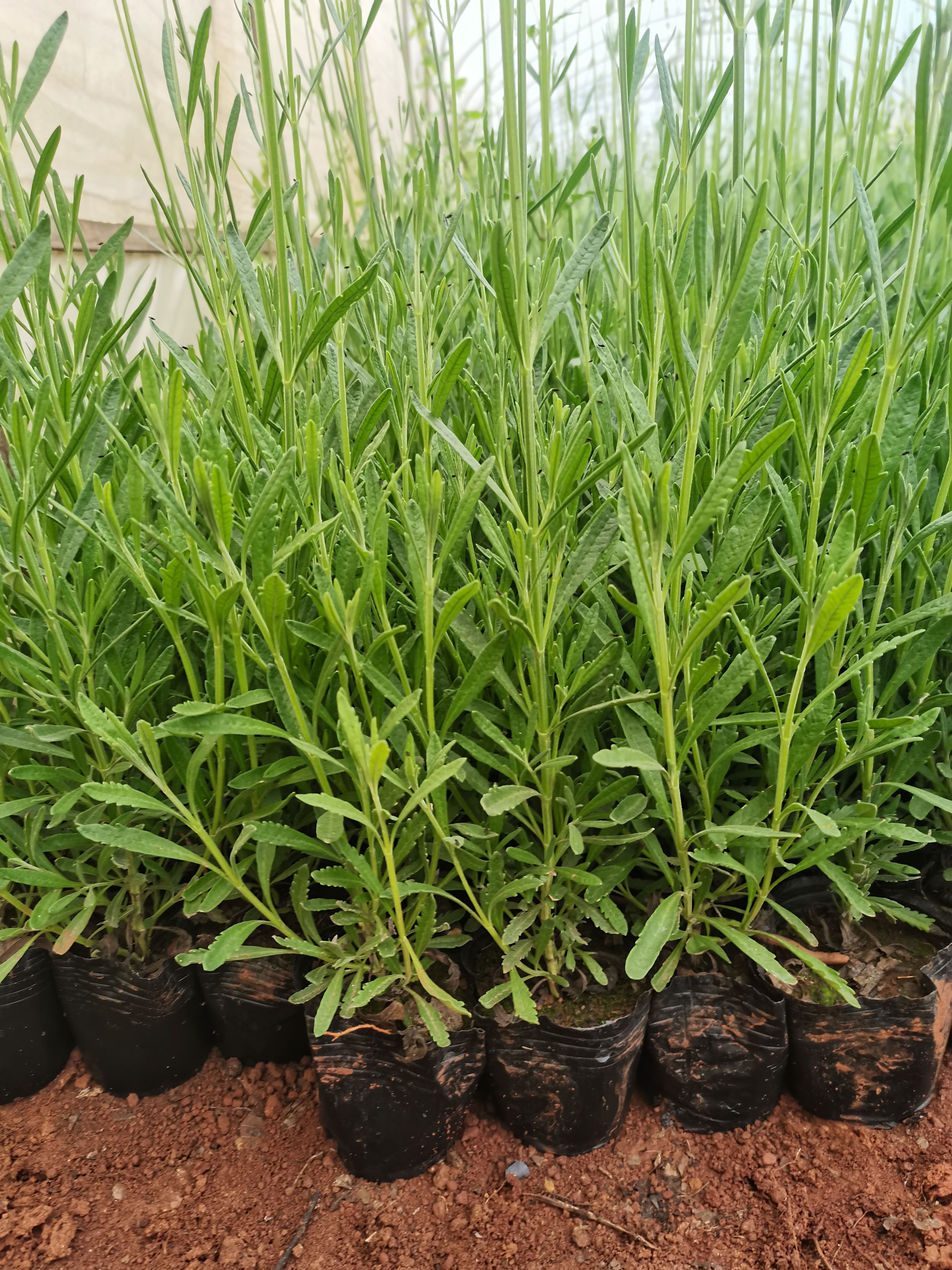 薰衣草，甜馨新品种薰衣草，云南昆明薰衣草种植园