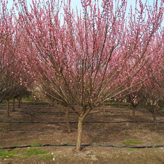 新沂市红梅  梅花批发，原生骨里1——15公分种植地。各种规格都有