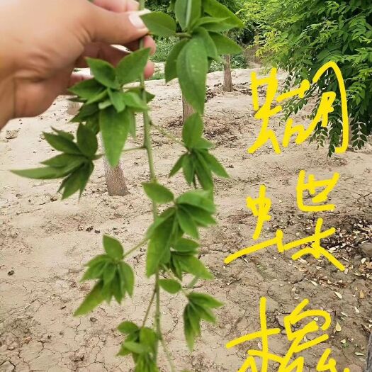 博野县国槐 6-12公分蝴蝶槐大量销售中价格优惠质量好数量大
