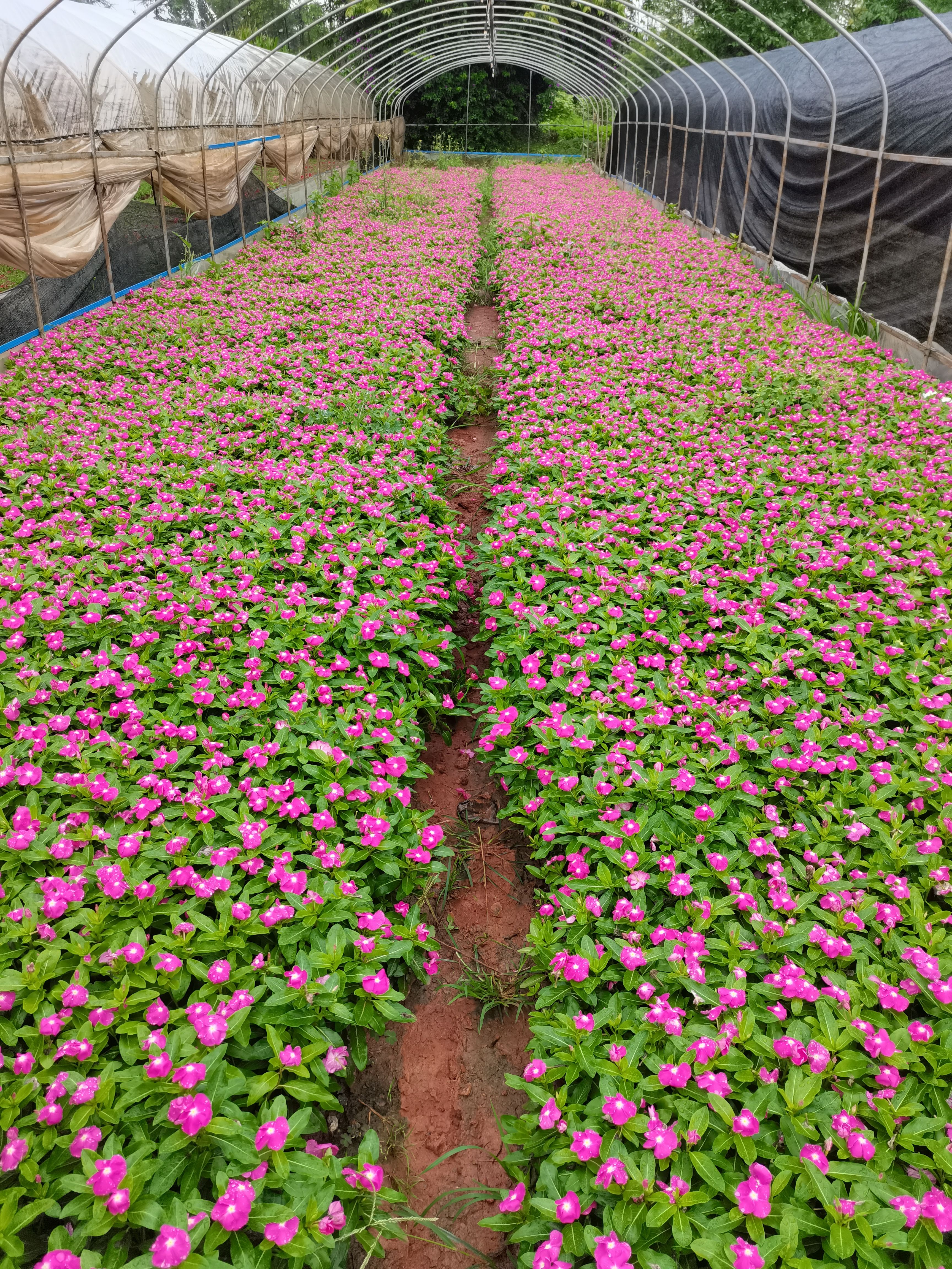 长春花，云南昆明长春花种植基地一手货源