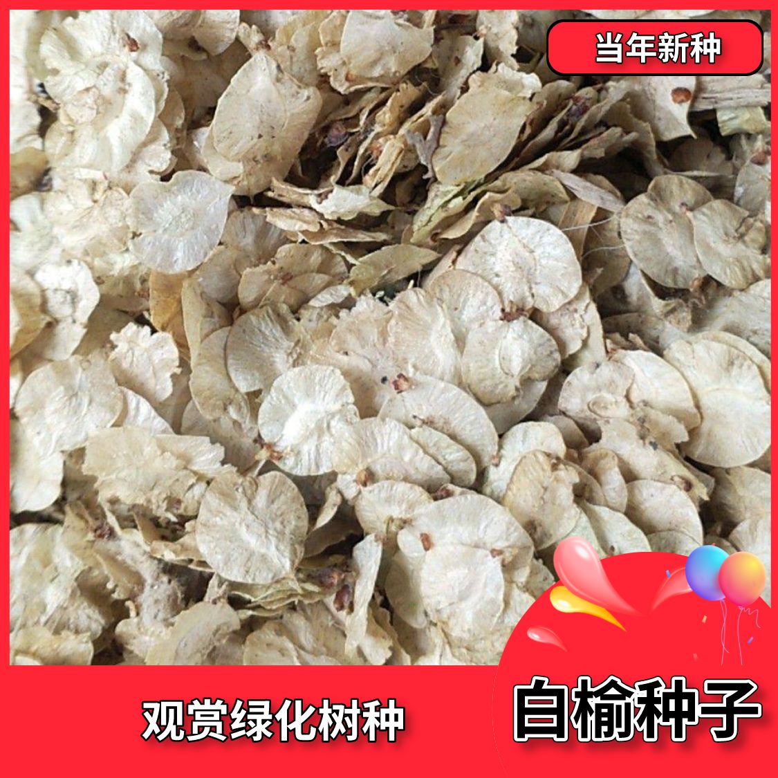 沭阳县白榆种子  榆树种子榆树墙种子 榆树的种子白榆树种子榆树钱金