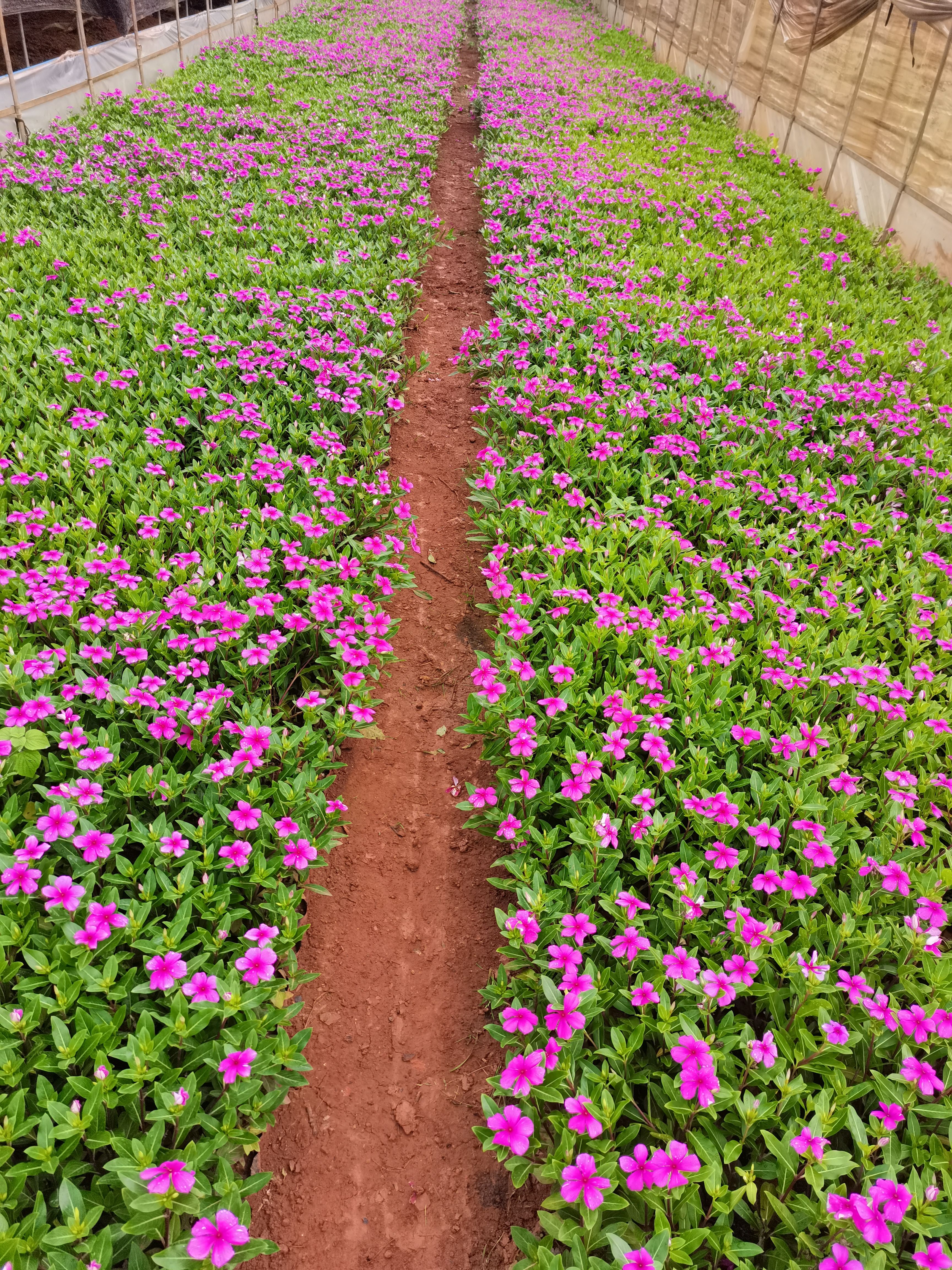 长春花，云南昆明长春花种植基地一手货源