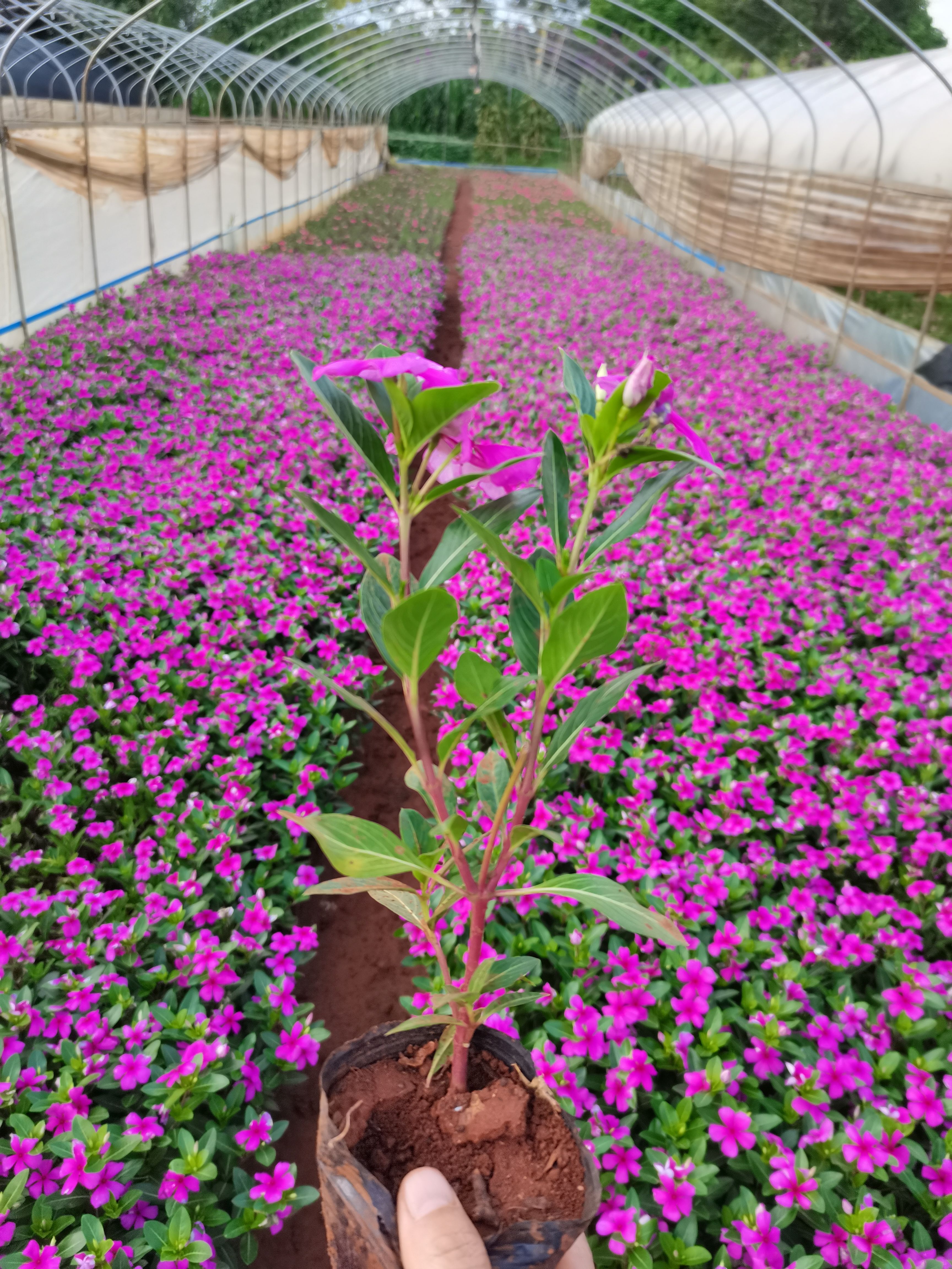 长春花，云南昆明长春花种植基地一手货源