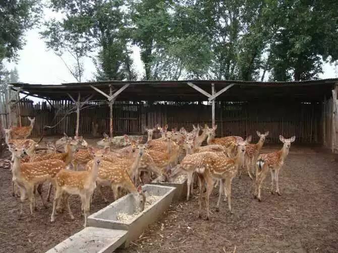 鹿鞭一盒包郵 內(nèi)蒙古草原干鹿鞭 鮮鹿鞭 干鹿鞭1條帶禮盒